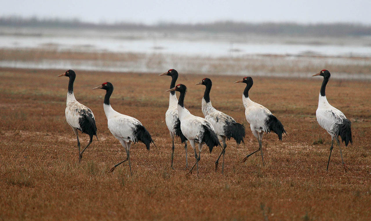 Du lịch Phobjikha, Phobjikha Bhutan, sếu cổ đen